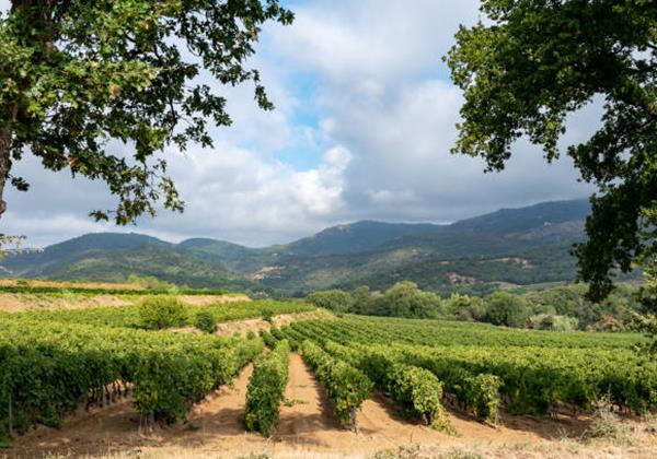 Vineyard Villas Holiday Villas In South Of France